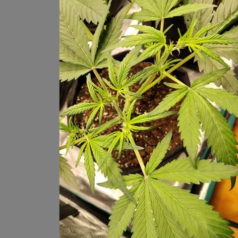 Mimmo growlog timeline photo