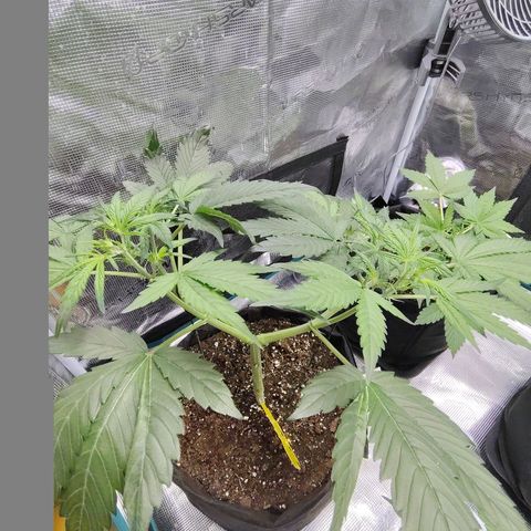 Mimmo growlog timeline photo