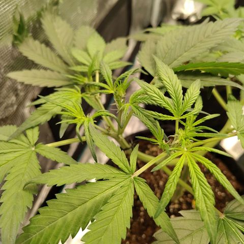 Mimmo growlog timeline photo