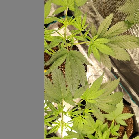 Mimmo growlog timeline photo