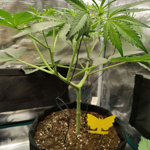 Mimmo growlog timeline photo