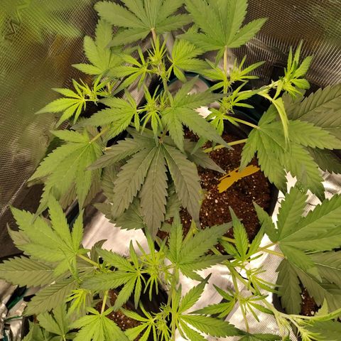 Mimmo growlog timeline photo