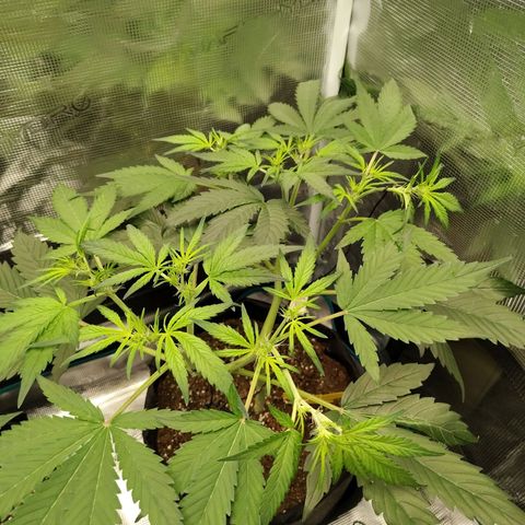 Mimmo growlog timeline photo