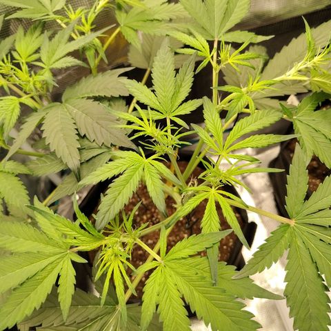 Mimmo growlog timeline photo
