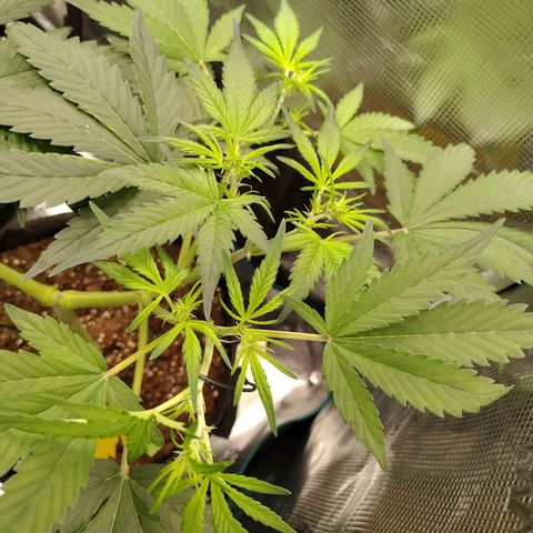 Mimmo growlog timeline photo