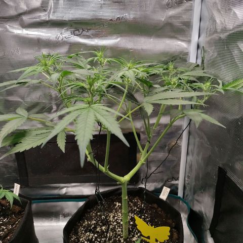 Mimmo growlog timeline photo