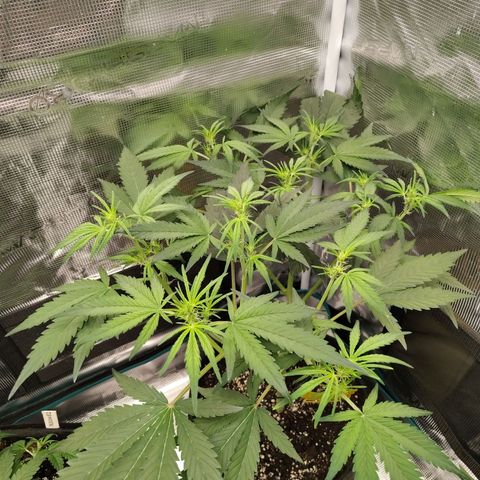 Mimmo growlog timeline photo