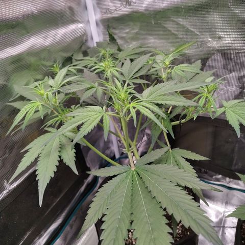Mimmo growlog timeline photo