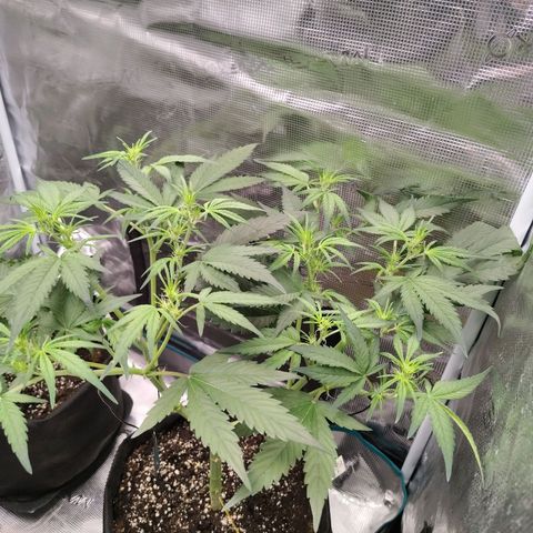 Mimmo growlog timeline photo