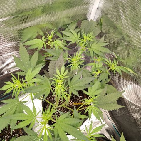 Mimmo growlog timeline photo