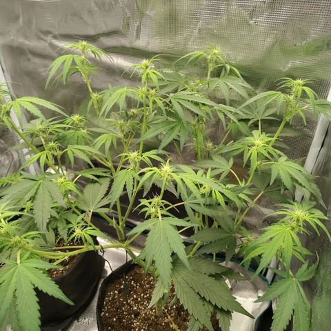 Mimmo growlog timeline photo
