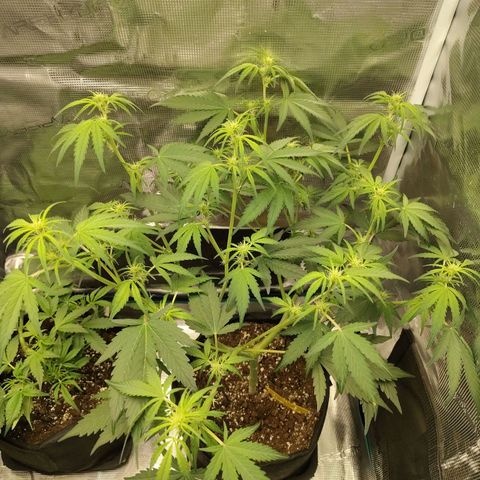Mimmo growlog timeline photo