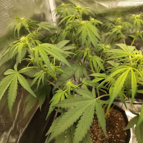 Mimmo growlog timeline photo