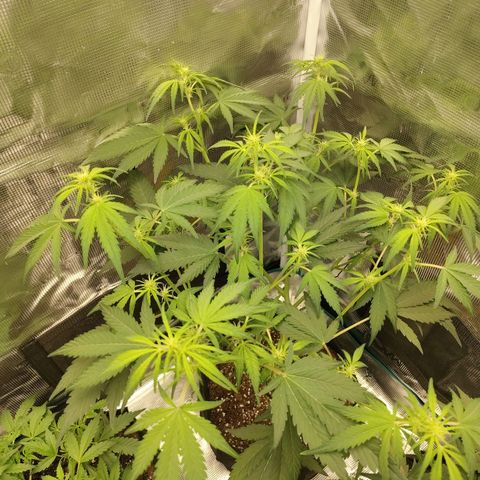 Mimmo growlog timeline photo