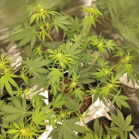 Mimmo growlog timeline photo
