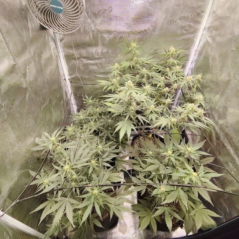 Mimmo growlog timeline photo