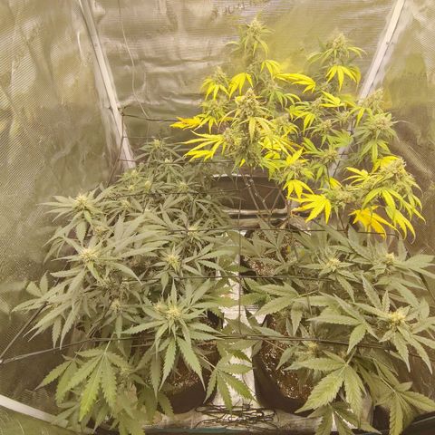 Mimmo growlog timeline photo