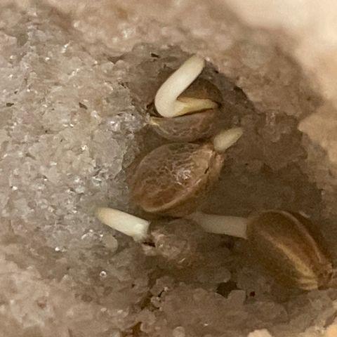 CBD White Widow growlog photo: Most if not all 64 seeds with visible root tip.