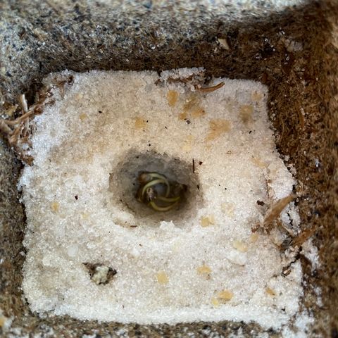 CBD White Widow growlog photo: New hypocotyls and extension of root tips 