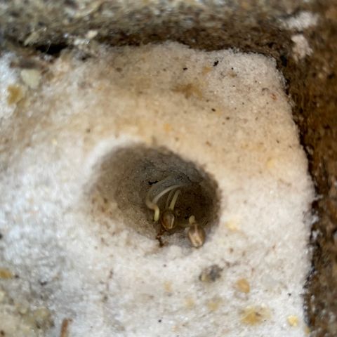 CBD White Widow growlog photo: New hypocotyls and extension of root tips 