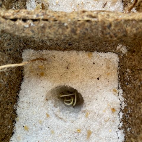 CBD White Widow growlog photo: New hypocotyls and extension of root tips 