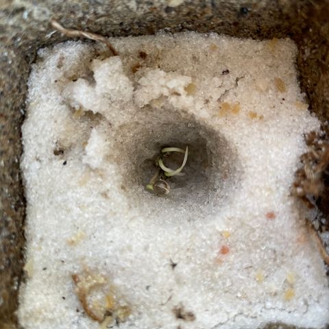 CBD White Widow growlog photo: New hypocotyls and extension of root tips 