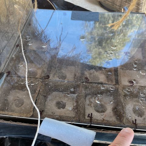 CBD White Widow growlog photo: New hypocotyls and extension of root tips 