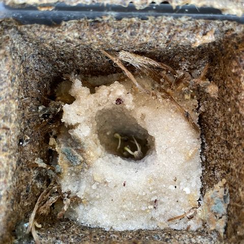 CBD White Widow growlog photo: New hypocotyls and extension of root tips 
