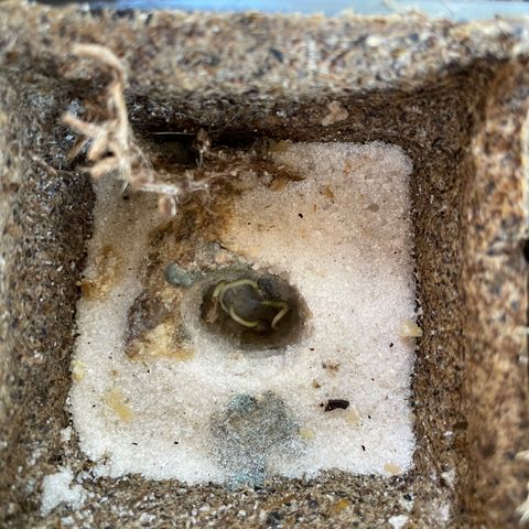 CBD White Widow growlog photo: New hypocotyls and extension of root tips 