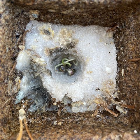 CBD White Widow growlog photo: Too hot on cement in direct sunlight despite adding shade. Moved under oak shade and placed directly on ground. Heating pad underneath basin.