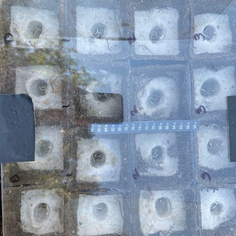 CBD White Widow growlog photo: Too hot on cement in direct sunlight despite adding shade. Moved under oak shade and placed directly on ground. Heating pad underneath basin.