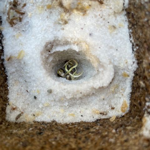 CBD White Widow growlog photo: Too hot on cement in direct sunlight despite adding shade. Moved under oak shade and placed directly on ground. Heating pad underneath basin.