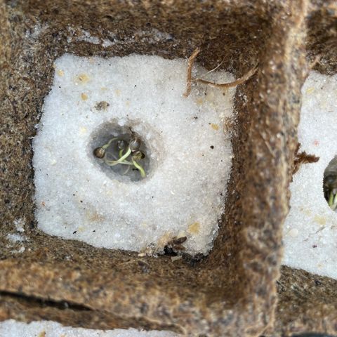 CBD White Widow growlog photo: Too hot on cement in direct sunlight despite adding shade. Moved under oak shade and placed directly on ground. Heating pad underneath basin.