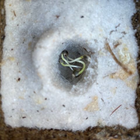 CBD White Widow growlog photo: Too hot on cement in direct sunlight despite adding shade. Moved under oak shade and placed directly on ground. Heating pad underneath basin.