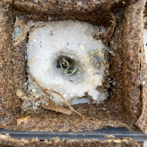 CBD White Widow growlog photo: Too hot on cement in direct sunlight despite adding shade. Moved under oak shade and placed directly on ground. Heating pad underneath basin.