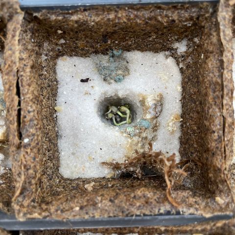 CBD White Widow growlog photo: Too hot on cement in direct sunlight despite adding shade. Moved under oak shade and placed directly on ground. Heating pad underneath basin.