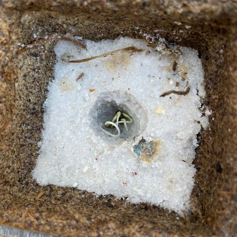 CBD White Widow growlog photo: Too hot on cement in direct sunlight despite adding shade. Moved under oak shade and placed directly on ground. Heating pad underneath basin.