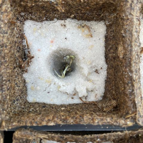 CBD White Widow growlog photo: Too hot on cement in direct sunlight despite adding shade. Moved under oak shade and placed directly on ground. Heating pad underneath basin.