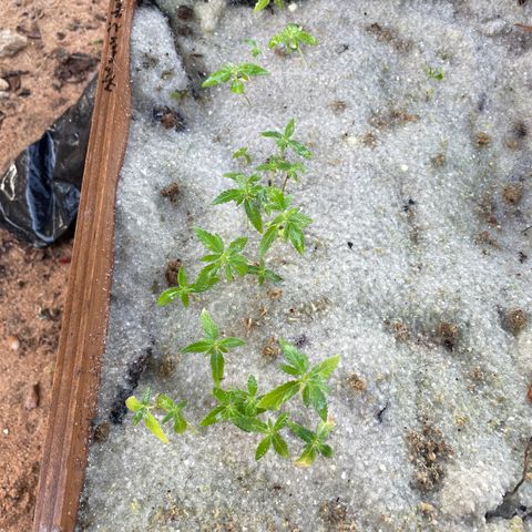 CBD White Widow growlog photo: Chlorosis will start a top dressing of some sort 