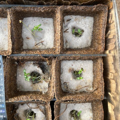 CBD White Widow growlog photo:  Under the large oak gets afternoon shade. Nice morning sun for the little sundial seedlings . Looks like there appears to be filling in the seed hole from three times a day 1 L misting and root growth resettled the sand.