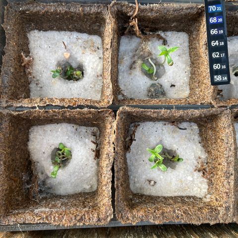 CBD White Widow growlog photo:  Under the large oak gets afternoon shade. Nice morning sun for the little sundial seedlings . Looks like there appears to be filling in the seed hole from three times a day 1 L misting and root growth resettled the sand.