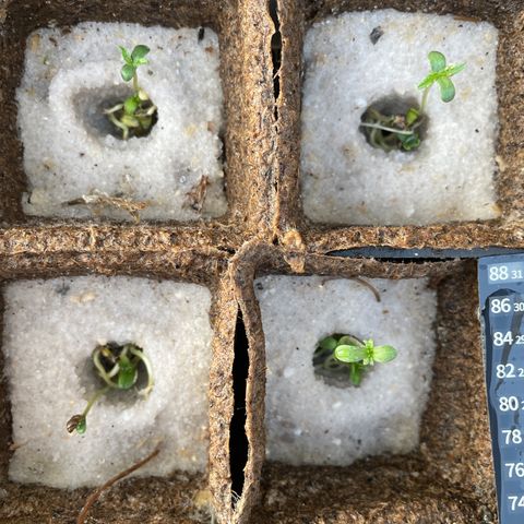 CBD White Widow growlog photo:  Under the large oak gets afternoon shade. Nice morning sun for the little sundial seedlings . Looks like there appears to be filling in the seed hole from three times a day 1 L misting and root growth resettled the sand.