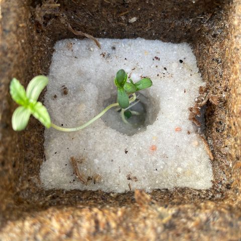 CBD White Widow growlog photo:  Under the large oak gets afternoon shade. Nice morning sun for the little sundial seedlings . Looks like there appears to be filling in the seed hole from three times a day 1 L misting and root growth resettled the sand.