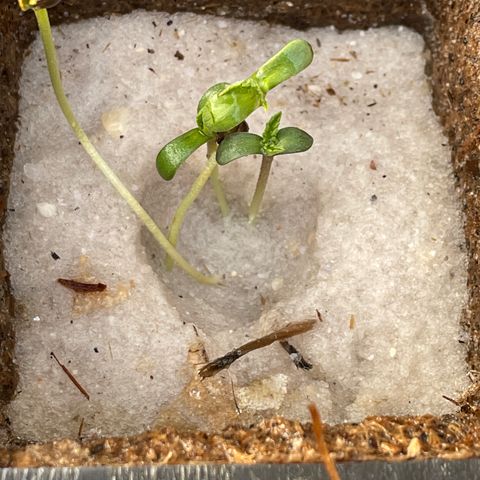 CBD White Widow growlog photo:  Under the large oak gets afternoon shade. Nice morning sun for the little sundial seedlings . Looks like there appears to be filling in the seed hole from three times a day 1 L misting and root growth resettled the sand.