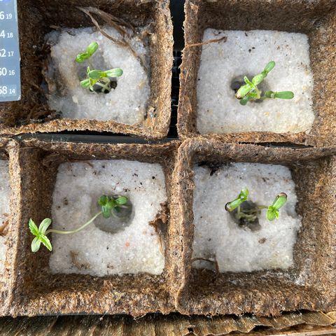 CBD White Widow growlog photo:  Under the large oak gets afternoon shade. Nice morning sun for the little sundial seedlings . Looks like there appears to be filling in the seed hole from three times a day 1 L misting and root growth resettled the sand.