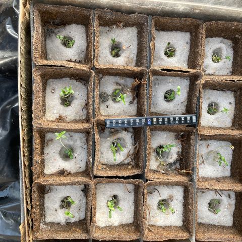 CBD White Widow growlog photo:  Under the large oak gets afternoon shade. Nice morning sun for the little sundial seedlings . Looks like there appears to be filling in the seed hole from three times a day 1 L misting and root growth resettled the sand.