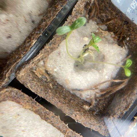 CBD White Widow growlog photo: Inverted breech delivery this morning 