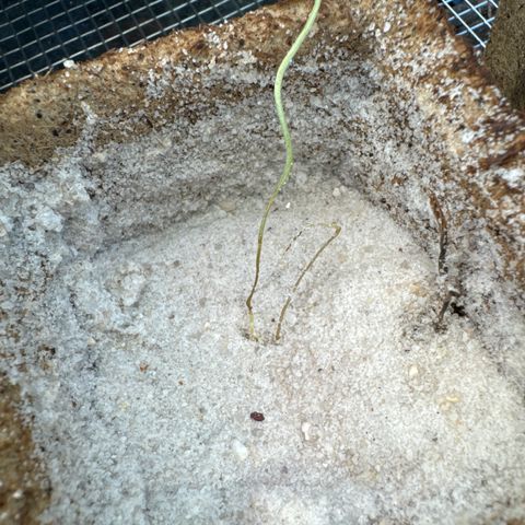 CBD White Widow growlog photo: Rootrot