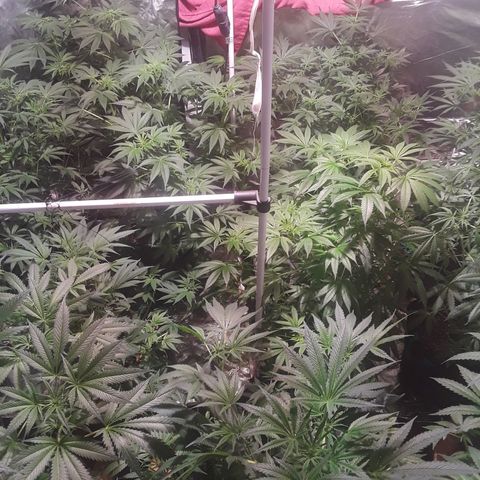 Super lemon haze  growlog timeline photo