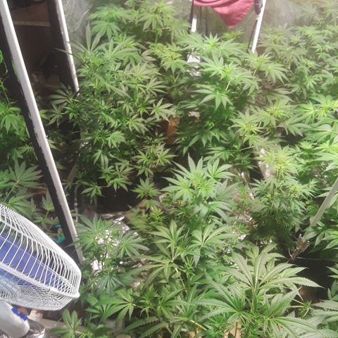 Super lemon haze  growlog timeline photo